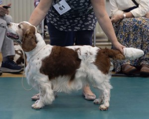 Open Dog